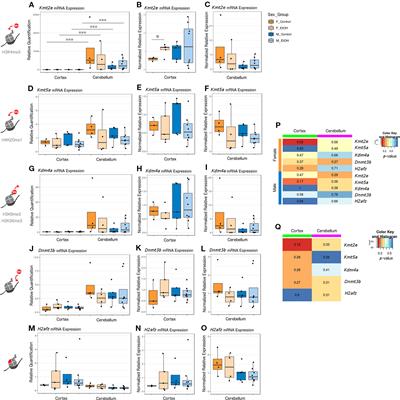 Neonatal Alcohol Exposure in Mice Induces Select Differentiation- and Apoptosis-Related Chromatin Changes Both Independent of and Dependent on Sex